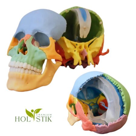 Cranium Maket