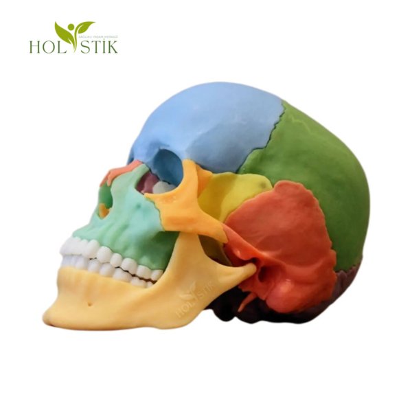 Cranium Maket - Görsel 3