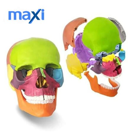 Kafa Maketi 15 Parça Küçük Boy Model 34