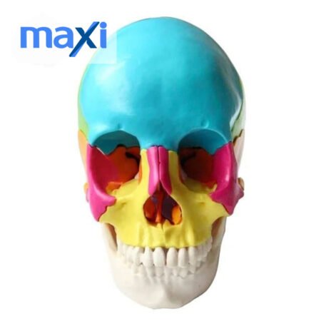 Kafa Maketi 22 Parça Normal Boy Model 35