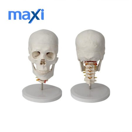 Omurga Kafa Maketi Modeli 20