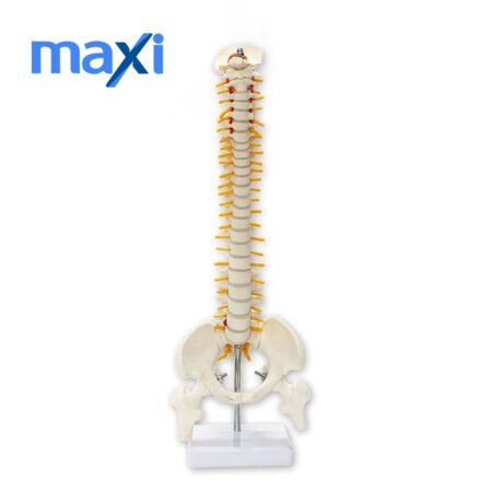 Omurga Maketi 45 cm Model 13