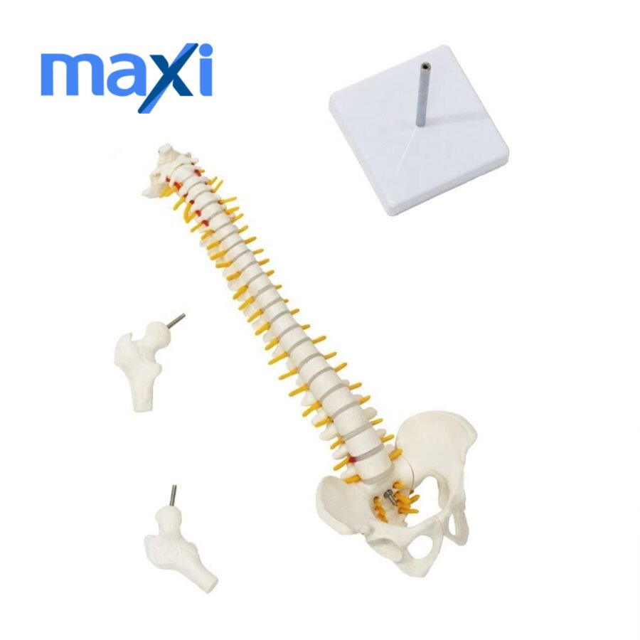 Omurga Maketi 45 cm Model 13 - Görsel 3
