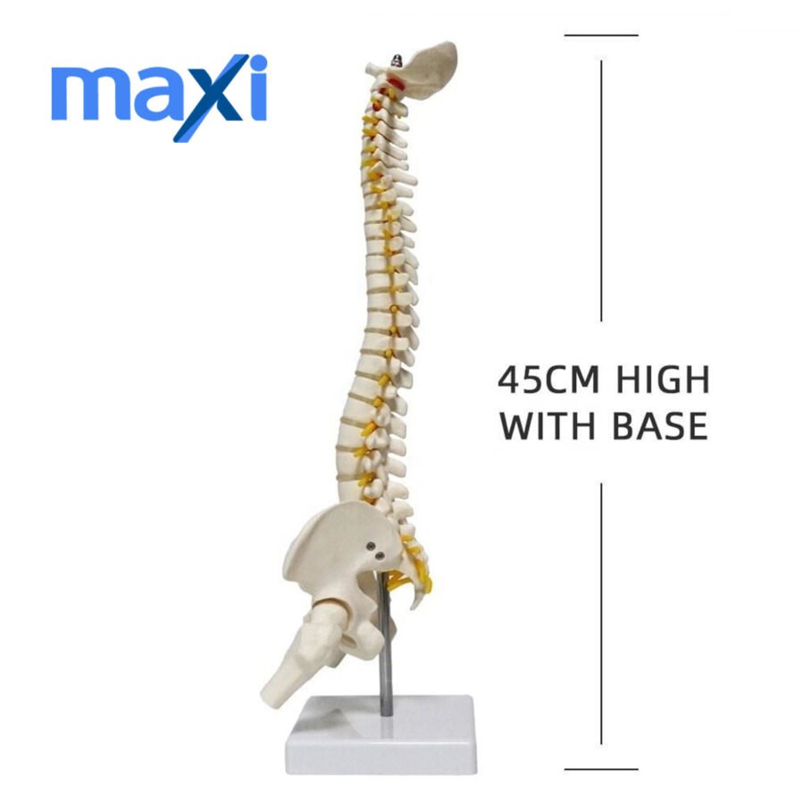 Omurga Maketi 45 cm Model 13 - Görsel 4