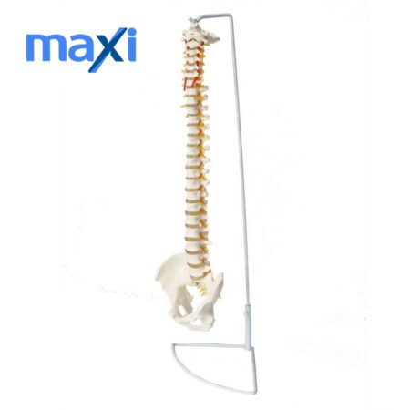 Omurga Maketi 85 cm Model 15