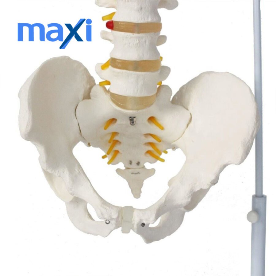Omurga Maketi 85 cm Model 15 - Görsel 5
