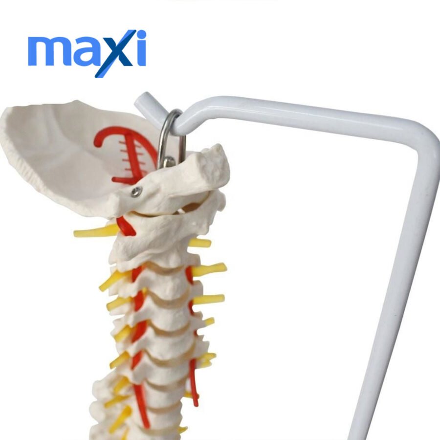 Omurga Maketi 85 cm Model 15 - Görsel 4
