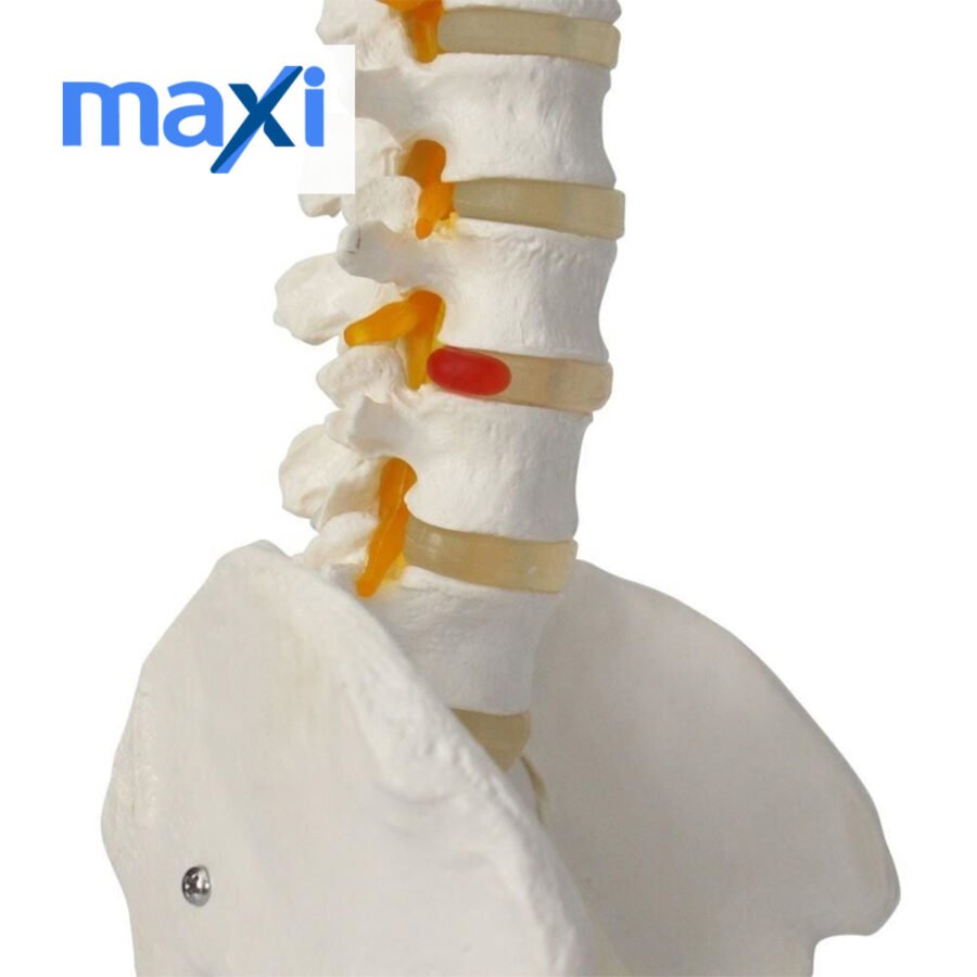 Omurga Maketi 85 cm Model 15 - Görsel 3