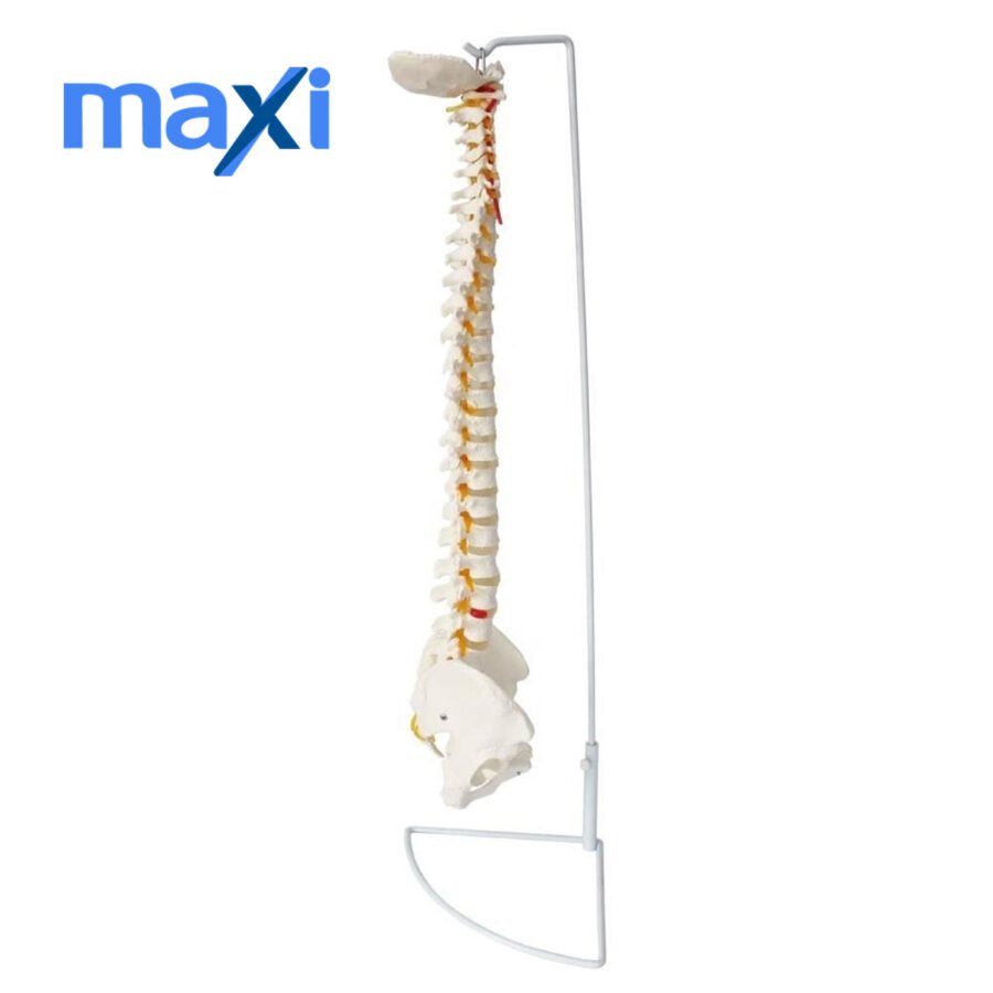 Omurga Maketi 85 cm Model 15 - Görsel 2