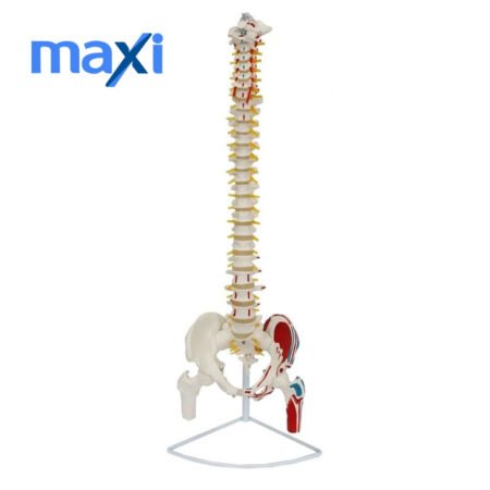 Omurga Maketi 85 cm Model 17