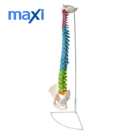 Omurga Maketi 85 cm Model 18