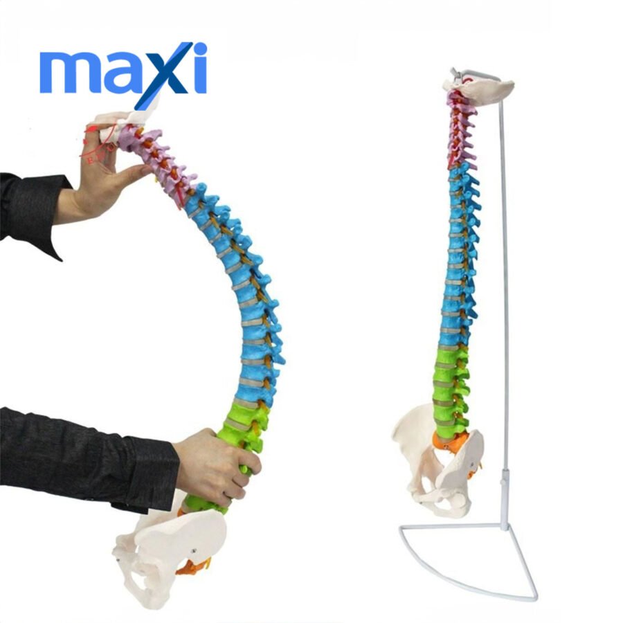 Omurga Maketi 85 cm Model 18 - Görsel 5