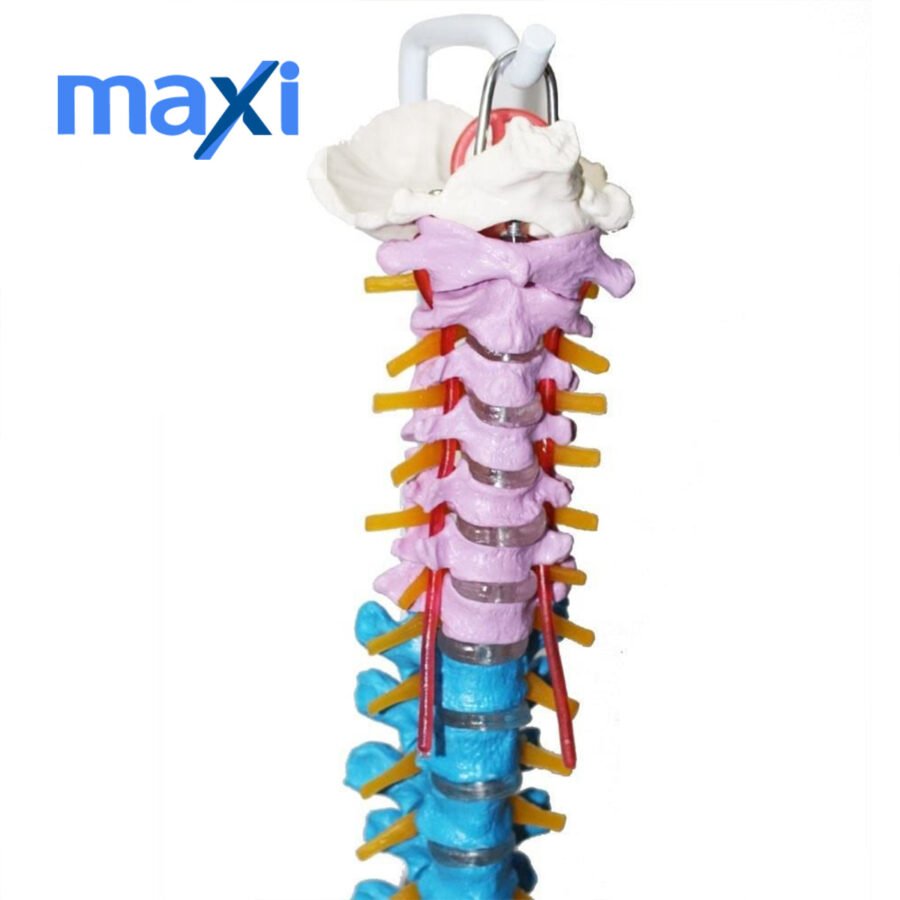 Omurga Maketi 85 cm Model 18 - Görsel 4