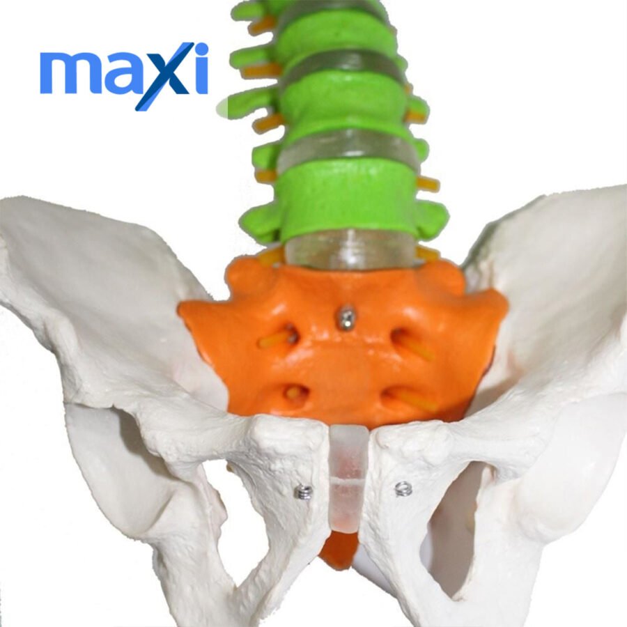 Omurga Maketi 85 cm Model 18 - Görsel 3