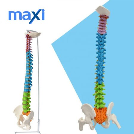 Omurga Maketi 85 cm Model 19