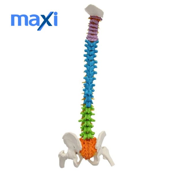 Omurga Maketi 85 cm Model 19 - Görsel 2
