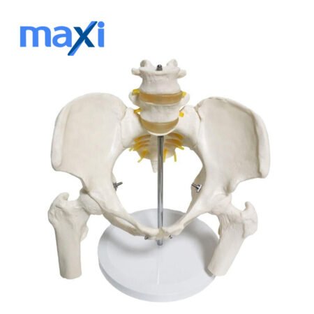 Omurga Pelvis Maketi Model 24
