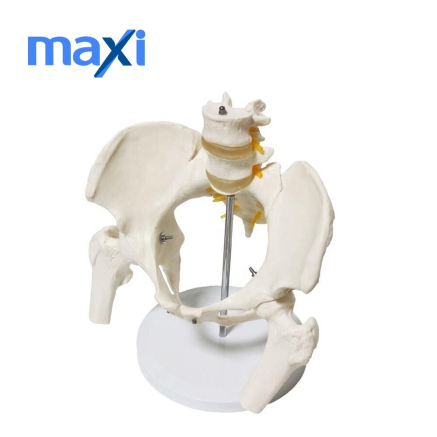 Omurga Pelvis Maketi Model 24 - Görsel 3