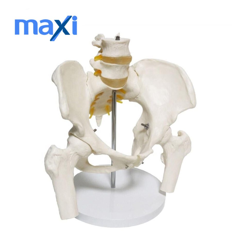 Omurga Pelvis Maketi Model 24 - Görsel 2