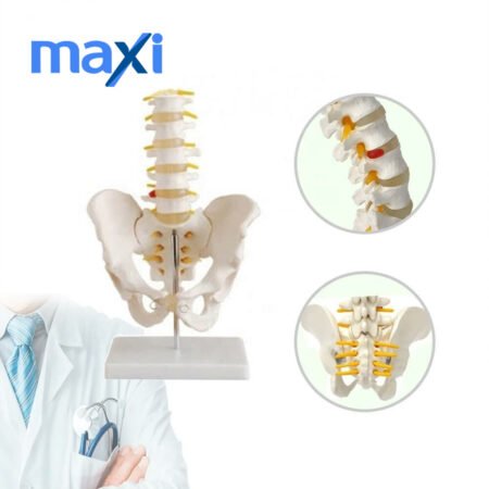 Omurga Pelvis Maketi Model 25