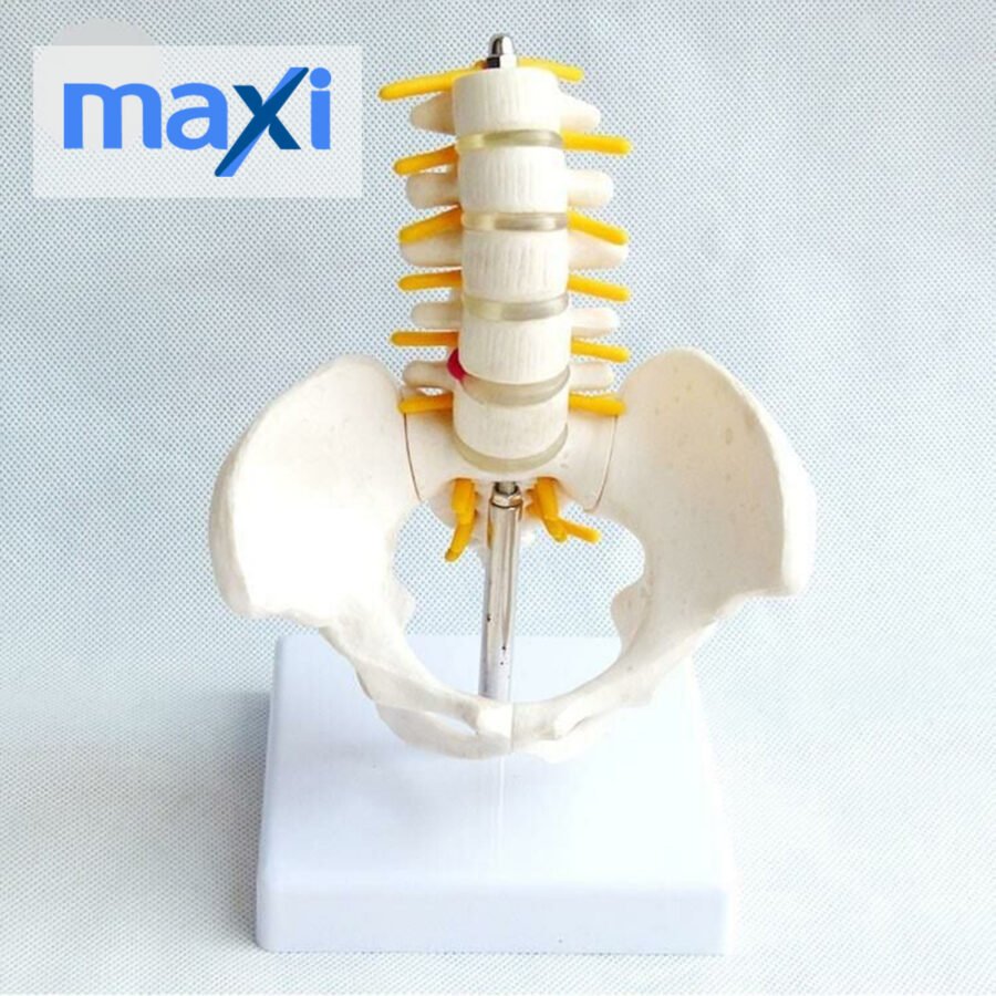 Omurga Pelvis Maketi Model 25 - Görsel 3