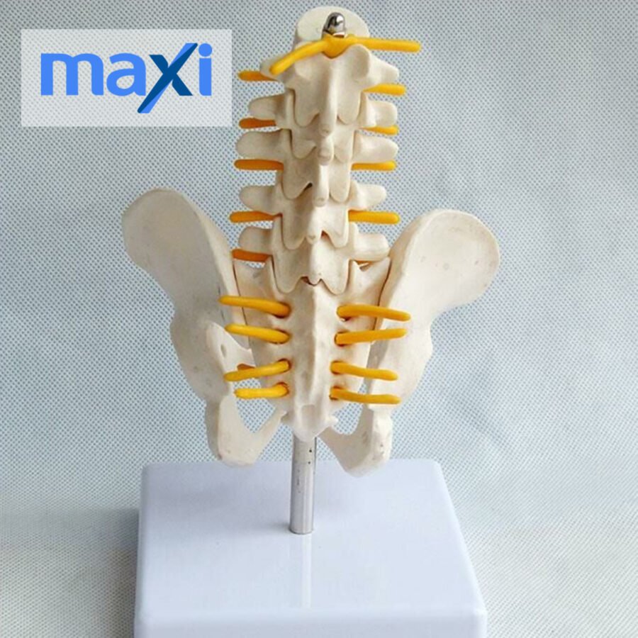 Omurga Pelvis Maketi Model 25 - Görsel 2