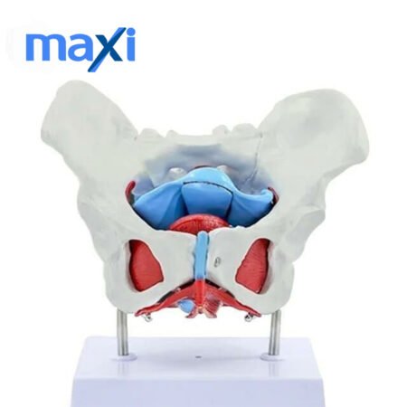 Pelvik Taban Maketi Model 44