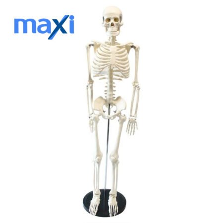 Tam İskelet Maketi 85 cm Model 5