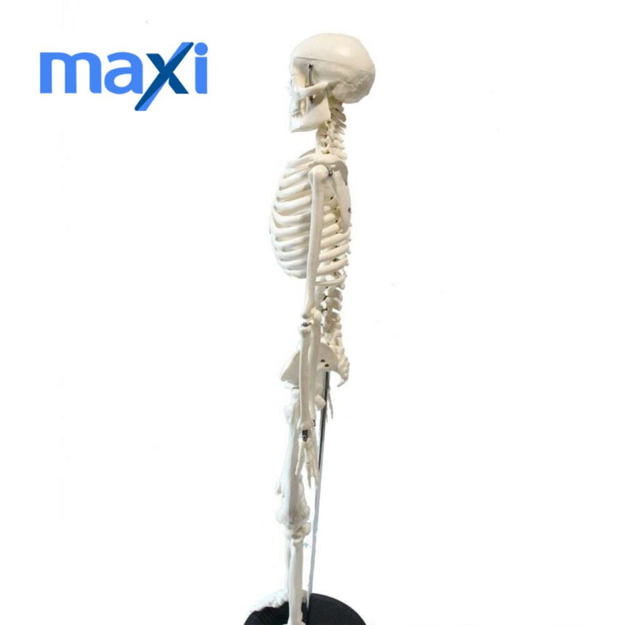 Tam İskelet Maketi 85 cm Model 5 - Görsel 2