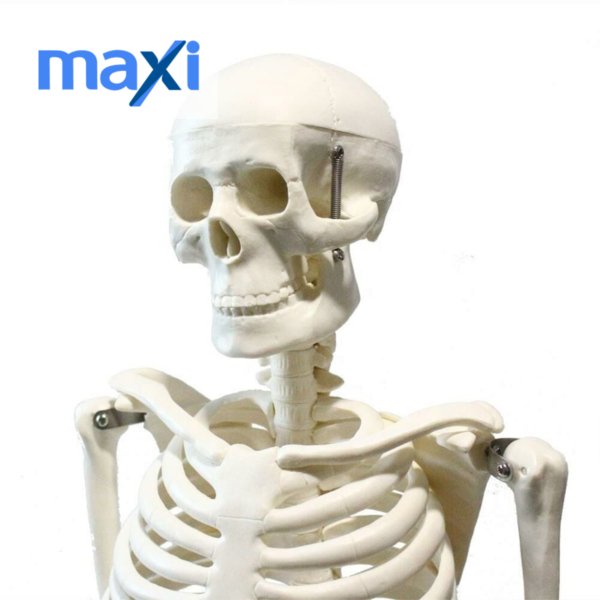 Tam İskelet Maketi 85 cm Model 5 - Görsel 3