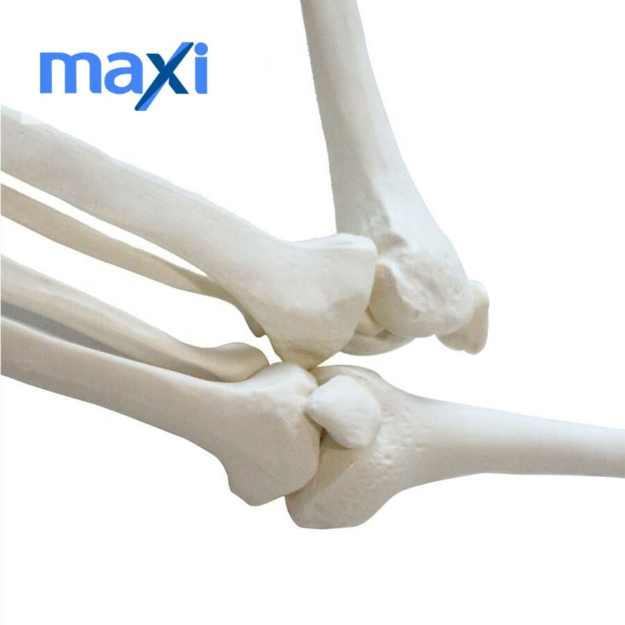 Tam İskelet Maketi 85 cm Model 5 - Görsel 4